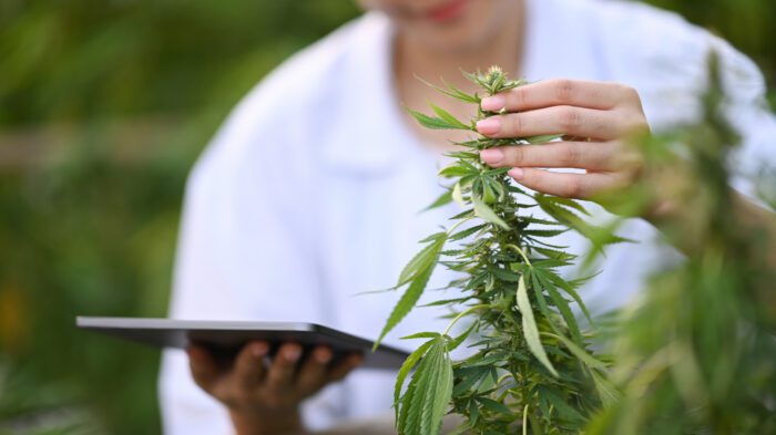 Female researchers using digital tablet and inspecting cannabis plants in greenhouses. Concept of herbal alternative medicine, cbd oil, pharmaceutical industry.
